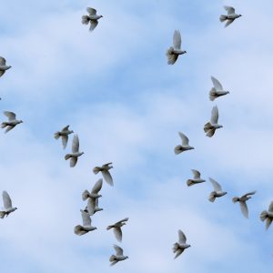 Madame Pascale PORTOIS