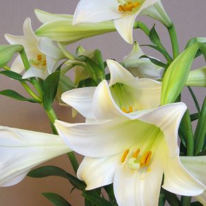 Madame Marguerite DUHEM